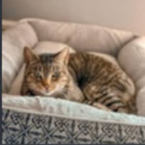 Sitter Profile Image: Amanda B.