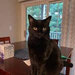 Sitter Profile Image: Briana B.