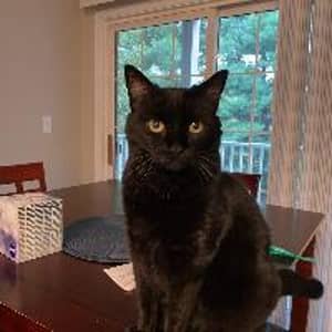 Sitter Profile Image: Briana B.