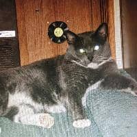 Sitter Profile Image: Kristie B.