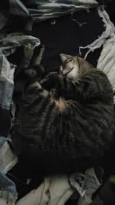 Sitter Profile Image: Ashley S.