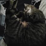 Sitter Profile Image: Ashley S.