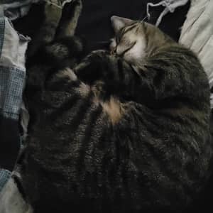 Sitter Profile Image: Ashley S.