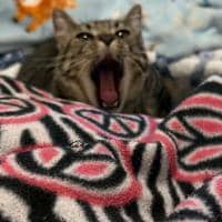 Sitter Profile Image: Braulio O.