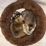 Sitter Profile Image: Lucia H.