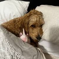 Sitter Profile Image: Dainiz A.