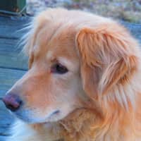 Sitter Profile Image: Lorraine L.