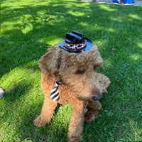 Sitter Profile Image: Tammy G.