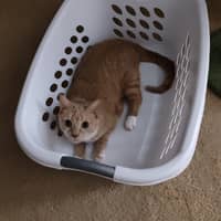 Sitter Profile Image: Lori M.