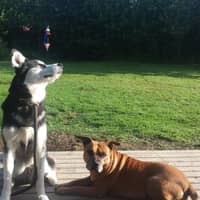 Sitter Profile Image: Dawn P.