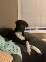 Sitter Profile Image: Talia L.