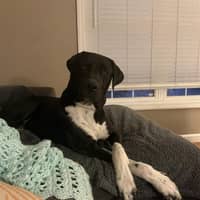 Sitter Profile Image: Talia L.