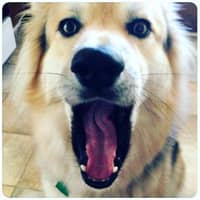 Sitter Profile Image: Rebecca B.