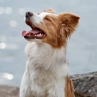 Sitter Profile Image: Brenda P.