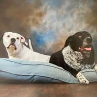 Sitter Profile Image: Tien T.