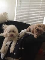 Sitter Profile Image: Andrea L.