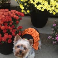 Sitter Profile Image: Mary V.