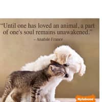 Sitter Profile Image: Danyel D.