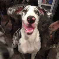 Sitter Profile Image: Rhiannon Saphire H.