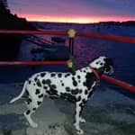 Sitter Profile Image: Hyesun M.