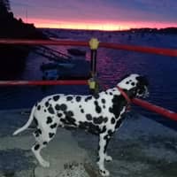 Sitter Profile Image: Hyesun M.