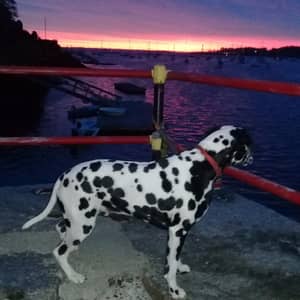 Sitter Profile Image: Hyesun M.