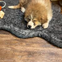 Sitter Profile Image: Marjan J.