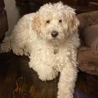 Sitter Profile Image: Jennifer P.