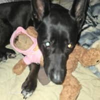 Sitter Profile Image: Anthony W.