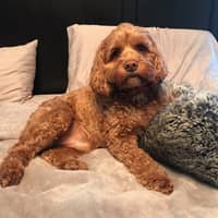 Sitter Profile Image: Timothy A.