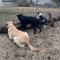 Sitter Profile Image: Alan K.