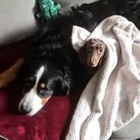 Sitter Profile Image: Sanjana N.