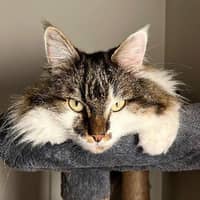 Photo de profil du pet sitter : Celine B.