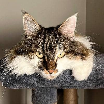 Photo de profil du pet sitter : Celine B.