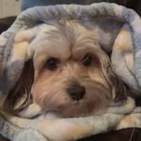 Sitter Profile Image: Sam A.