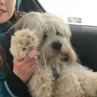 Sitter Profile Image: Laura S.