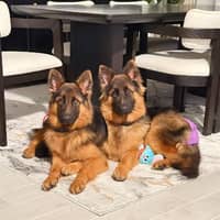 Sitter Profile Image: Hongxiang Y.