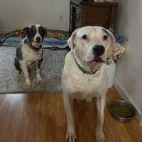 Sitter Profile Image: Chelsea J.