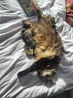 Photo de profil du pet sitter : Ioulia S.