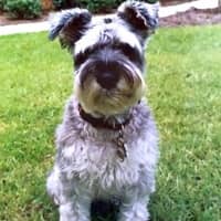 Sitter Profile Image: Shandra R.