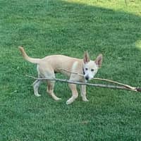 Sitter Profile Image: Tejaswini & Saumik M.