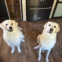 Sitter Profile Image: Bob L.