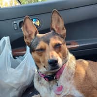 Sitter Profile Image: Myra L.