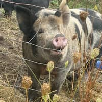 Sitter Profile Image: Jessi H.