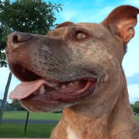 Sitter Profile Image: Jennie S.