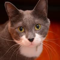 Sitter Profile Image: Ece P.