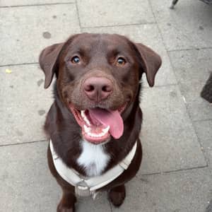 Sitter Profile Image: Svenja J.