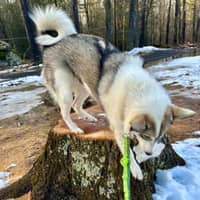 Sitter Profile Image: Alison W.