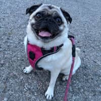 Sitter Profile Image: Lauryn V.