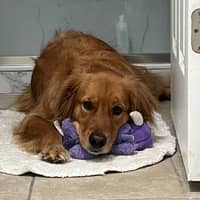 Sitter Profile Image: Holly P.